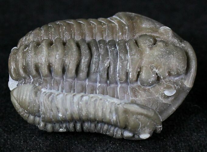 Flexicalymene Trilobite Pair - Ohio #20978